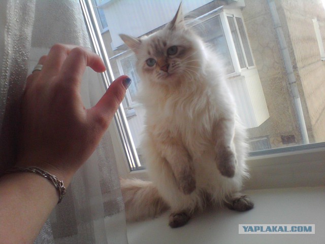 Котовторник   31.12.  2013
