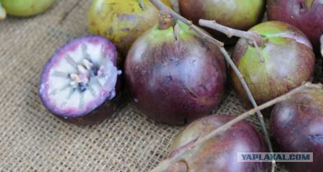 Растительные продукты