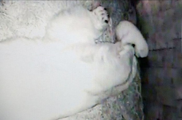 В Новосибирском зоопарке родился медвежонок.