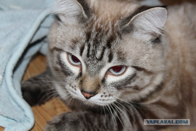 Котовторник 01.04.2014