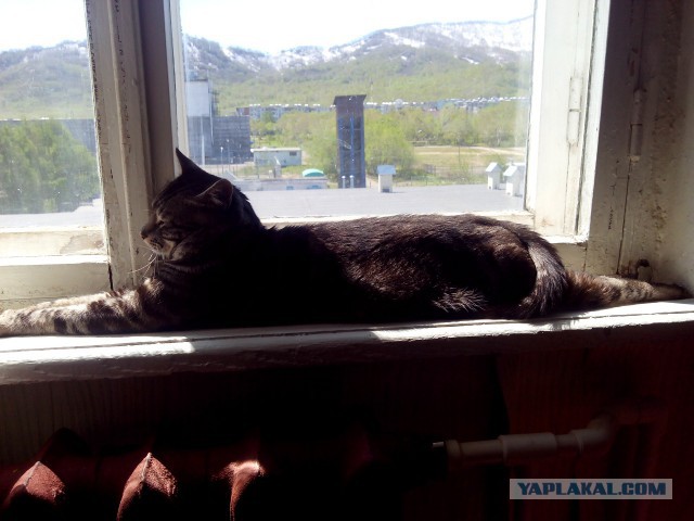 Котовторник 10.06.2014