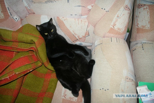 Котовторник 09.09.2014