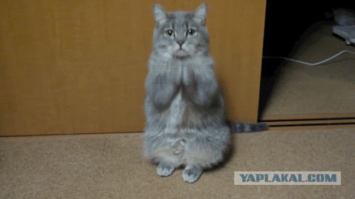 Про кота и г..вно