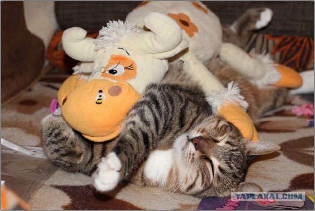 Котовторник 23.12.2014
