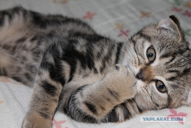 Котовторник 20.01.2015