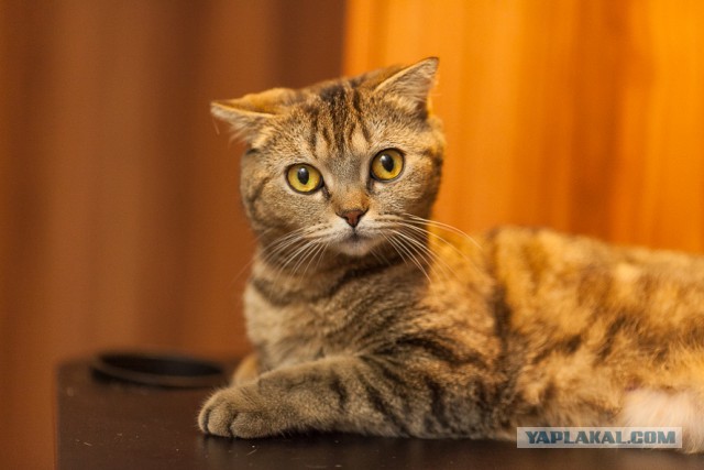 Котовторник