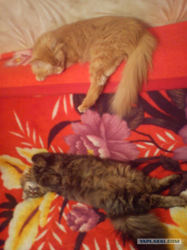 Котовторник 16.06.2015., Котовторник наступил!