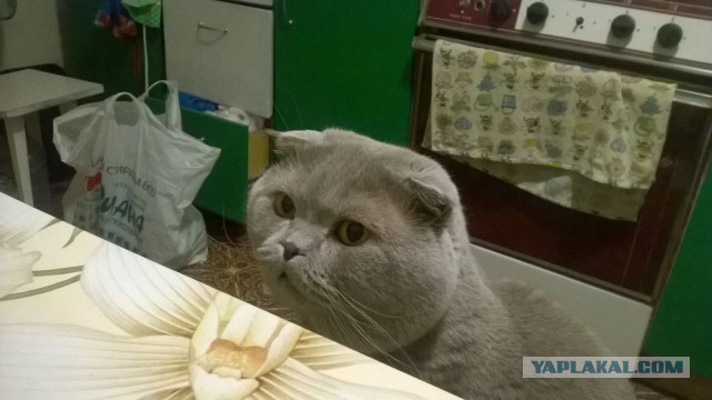 Котовторник  10.11.2015