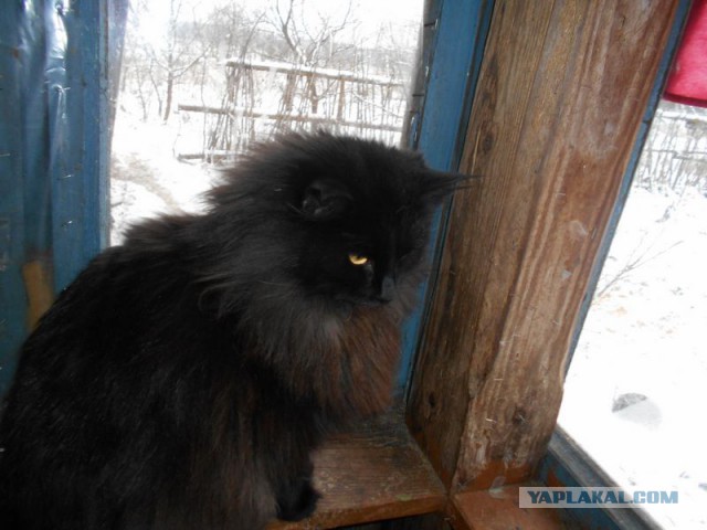 Жизнь домашнего приюта для котеек 95