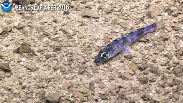 Началась онлайн-трансляция происходящего в самом глубоком месте Земли