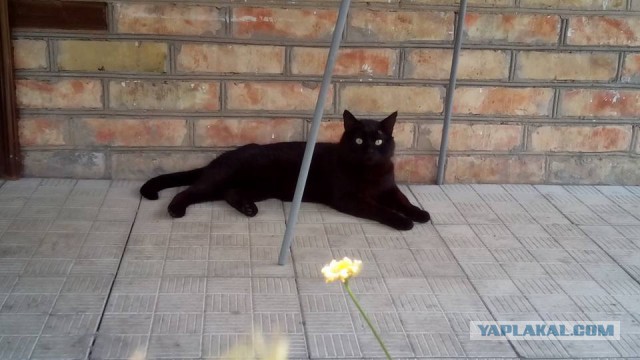 Кото-вторник 24 Мая 2016го :)
