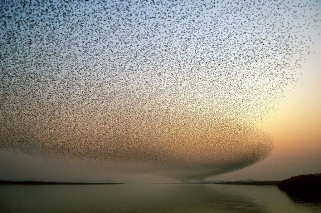 Лучшие звериные фото National Geographic 2007