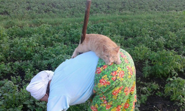 Прикольные животные