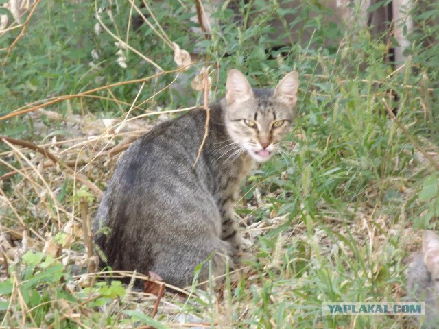 Котовторник 25.10. 2016