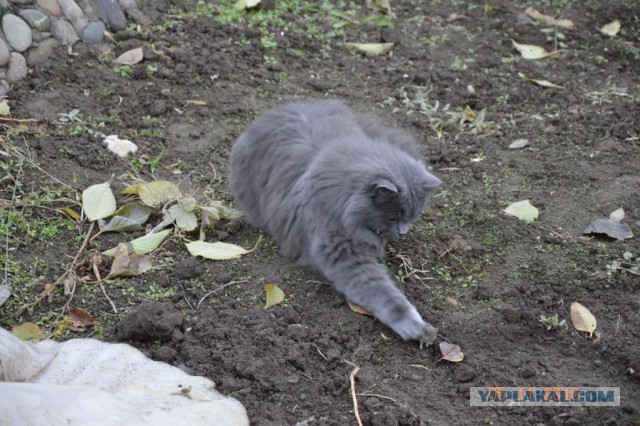 Котовторник 08.11.2016