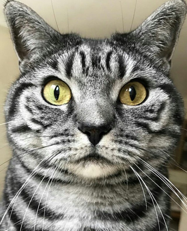 Коты из сети