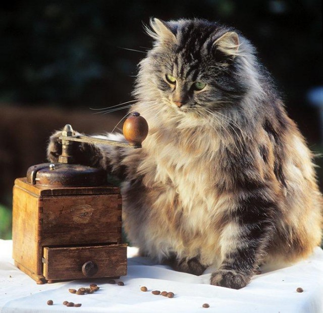 Коты и Кошки