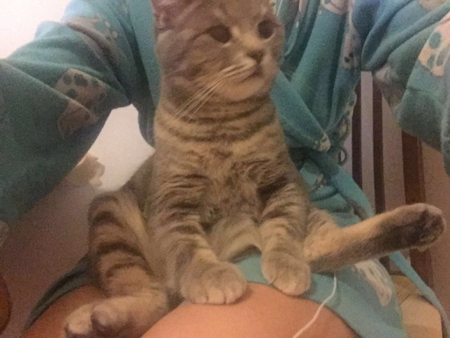 Коты и Кошки