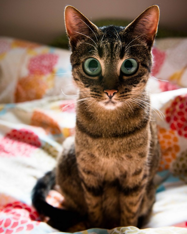 Коты и Кошки