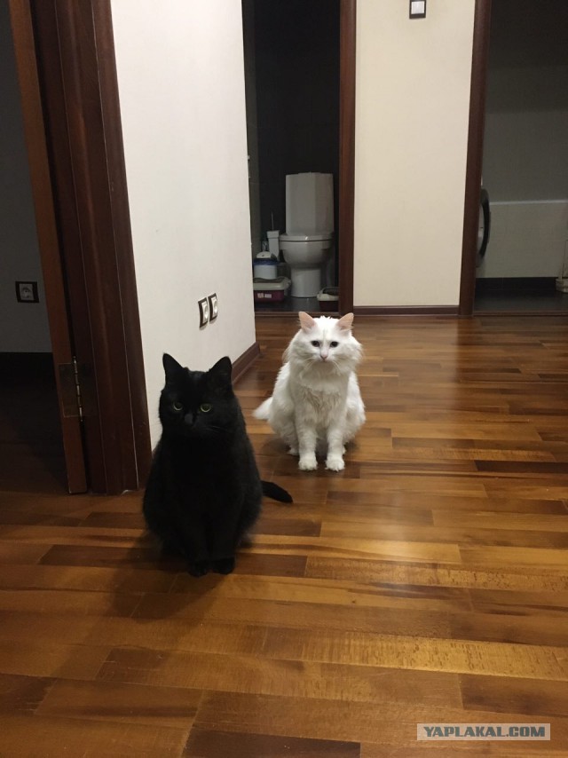 Котовторник 20.06.2017