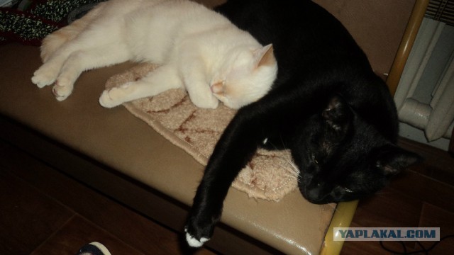 Котовторник 18.07.2017