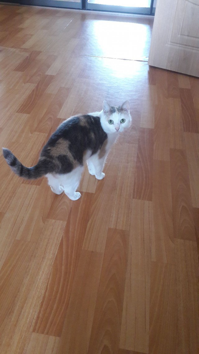 Коты и Кошки