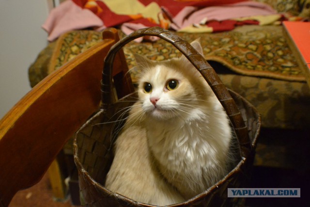 Котовторник  05.12.2017
