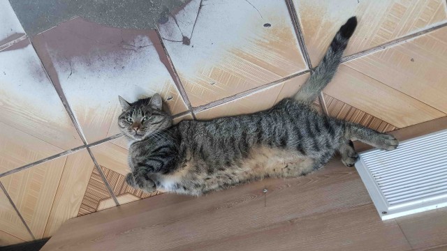 Спас кота