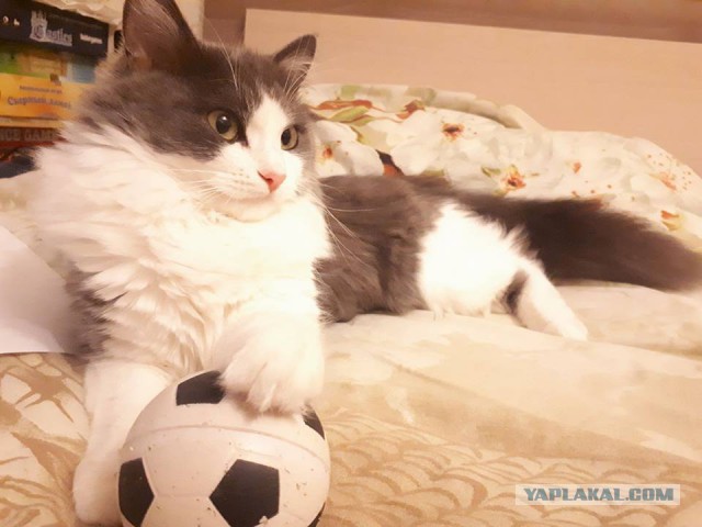 Котовторник  19.12.2017