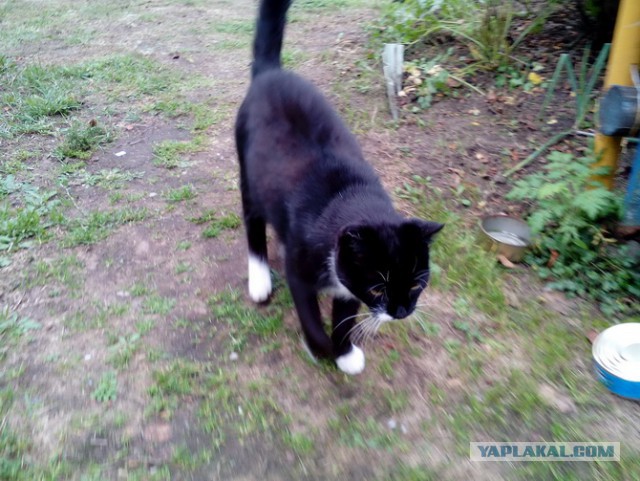 Котовторник 20.03.2018
