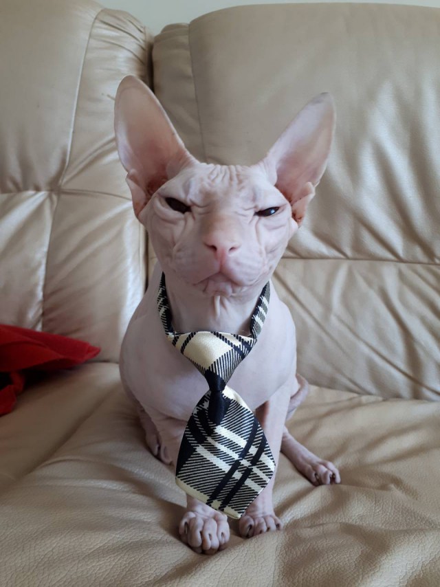 Котовторник 19.06.2018
