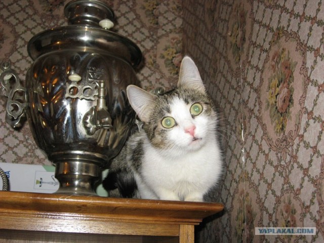 УРРААА ! Котовторник на ЯПлакалъ !