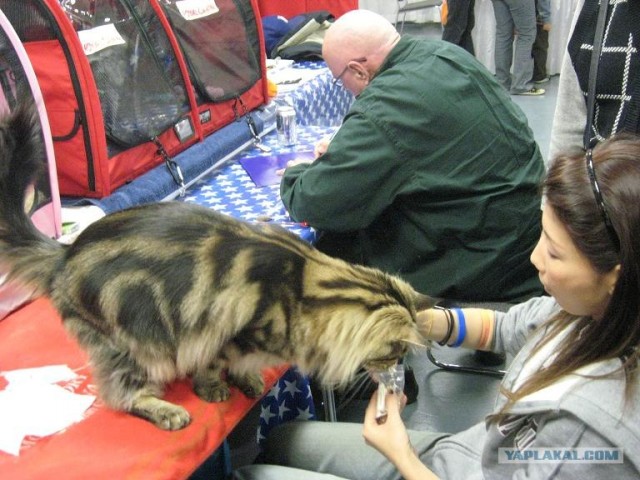 Iams Cat Championship в Нью- Йорке