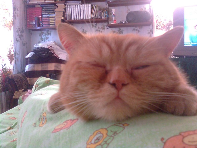 Котовторник на 04.08.2009