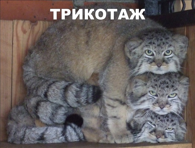 Прикольные картинки абавсём