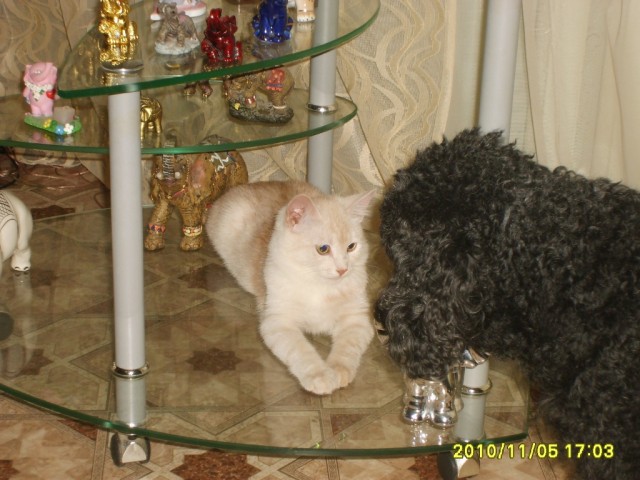 Первый котовторник июля