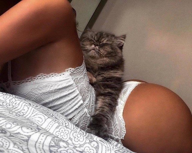 Прикольных котов пост