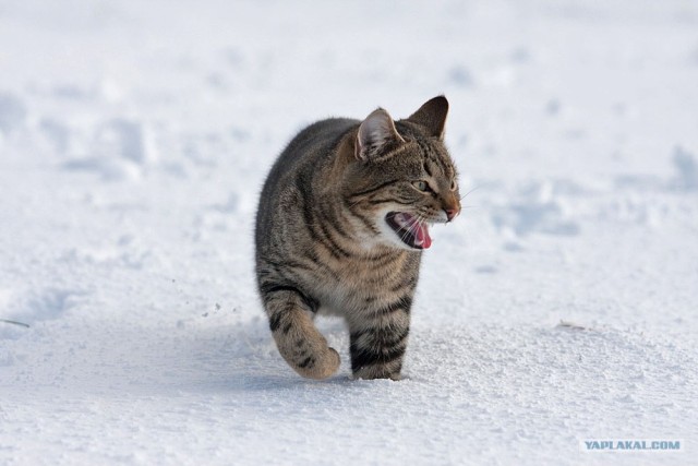 Котовторник (31.01.2012)