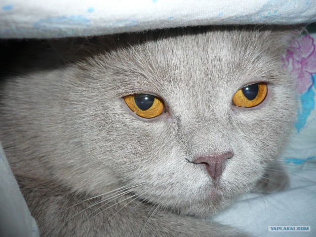 Котовторник (21.02.2012)
