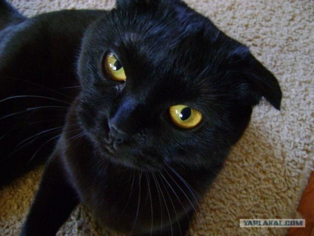 Котовторник  от 3.04.2012