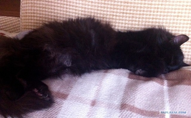 Котовторник 24.04.2012
