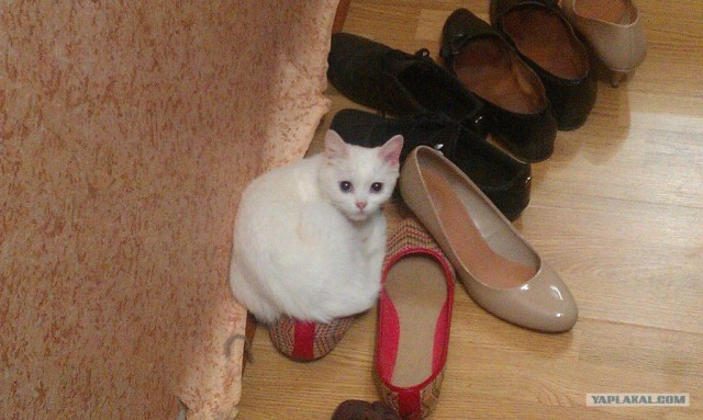 Котовторник  14.08.2012.