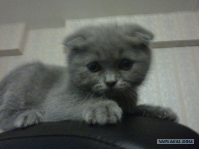 Котовторник  28.08.12