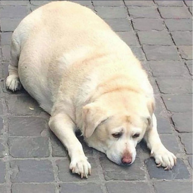 Живность из сети