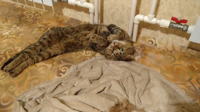 Забавные фото котеек