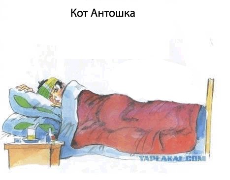 Кот, Антошка и порошок