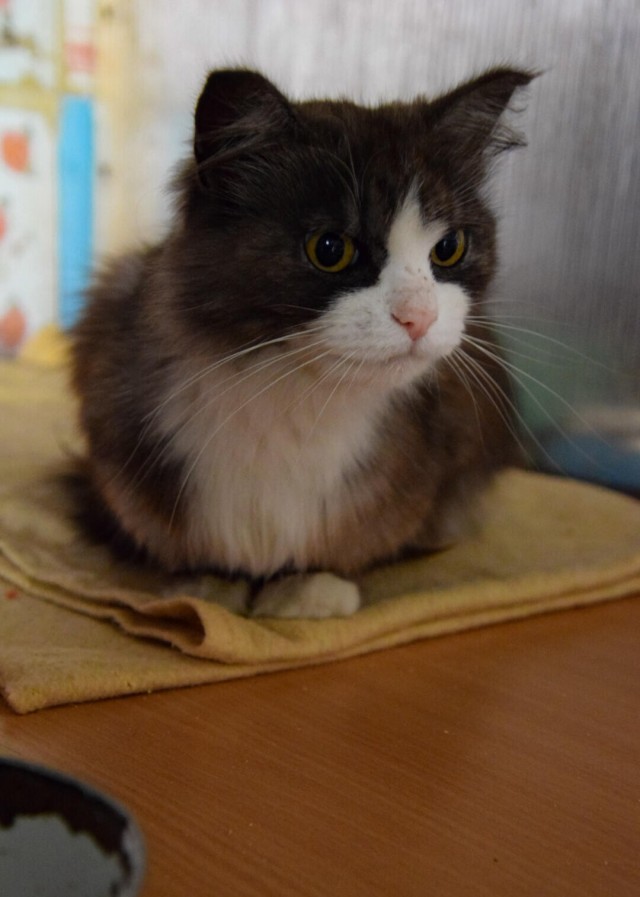 Котовторник 14.07.2020