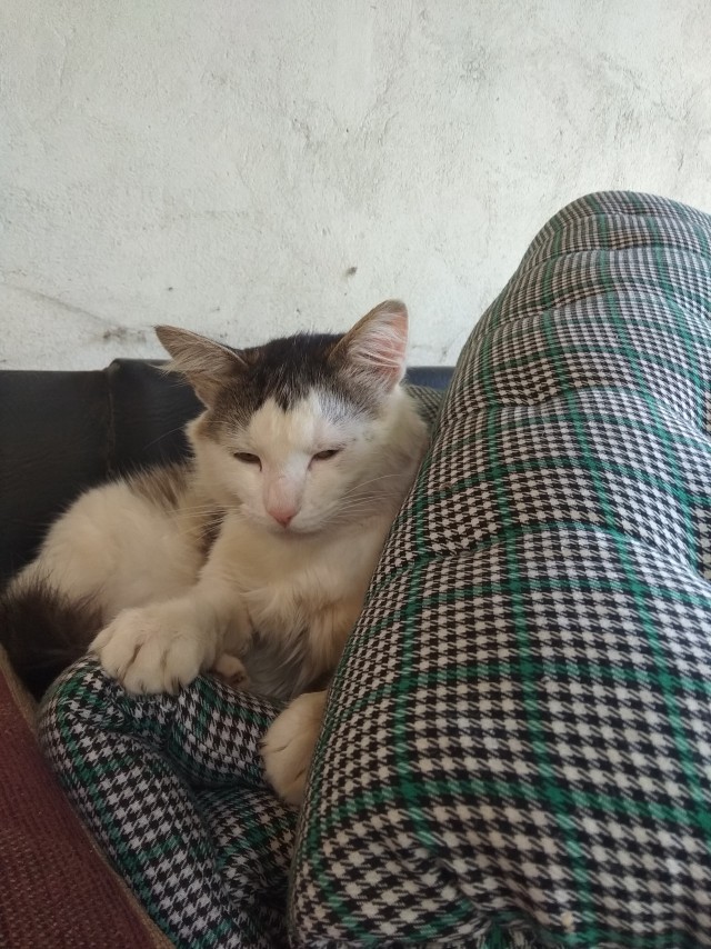 Котейка набралась сил