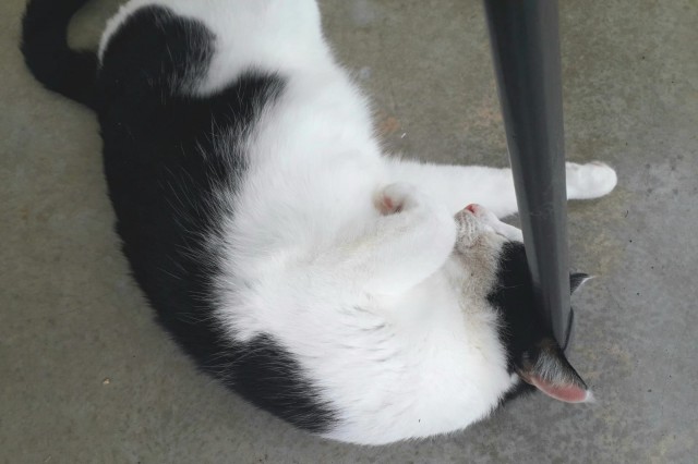 Коты, которые спят где попало и как попало