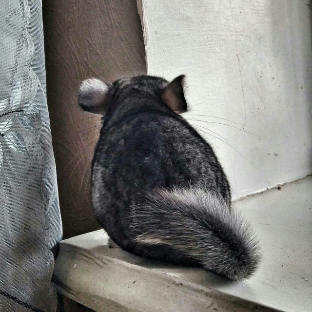Эти забавные животные